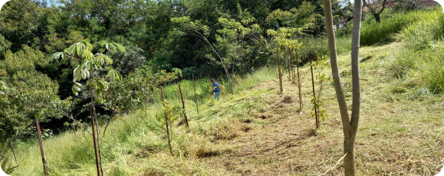 Compensação Ambiental
