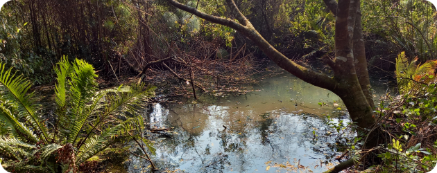 Projetos e Estudos Ambientais