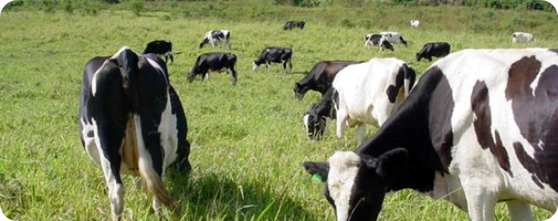 Regularização Ambiental Rural