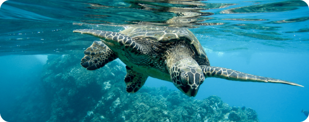 Projetos e Estudos Ambientais